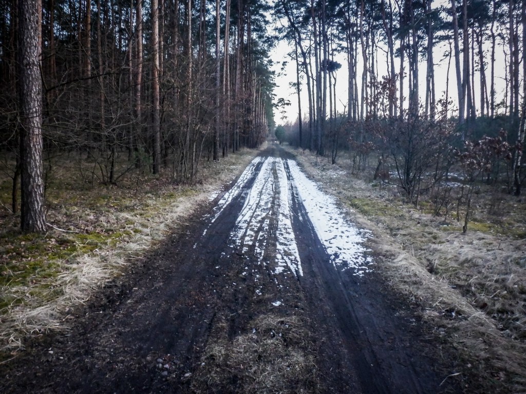 Przy okazji wizyty na Saharze warto pospacerować urokliwymi ścieżkami Lasu Gdańskiego