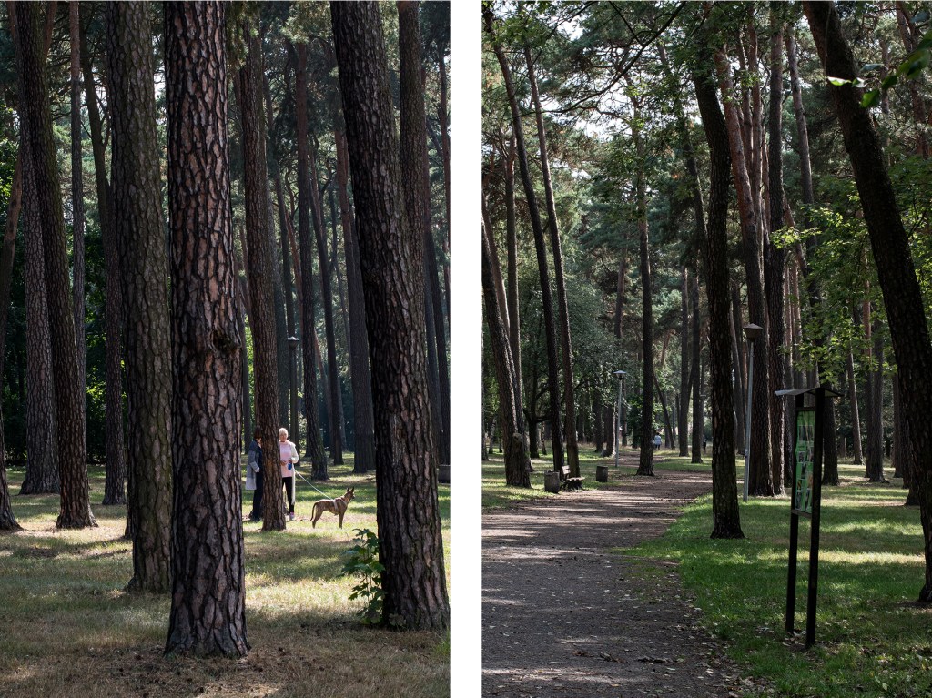 Kiedyś las, dzisiaj park na Osiedlu Leśnym
