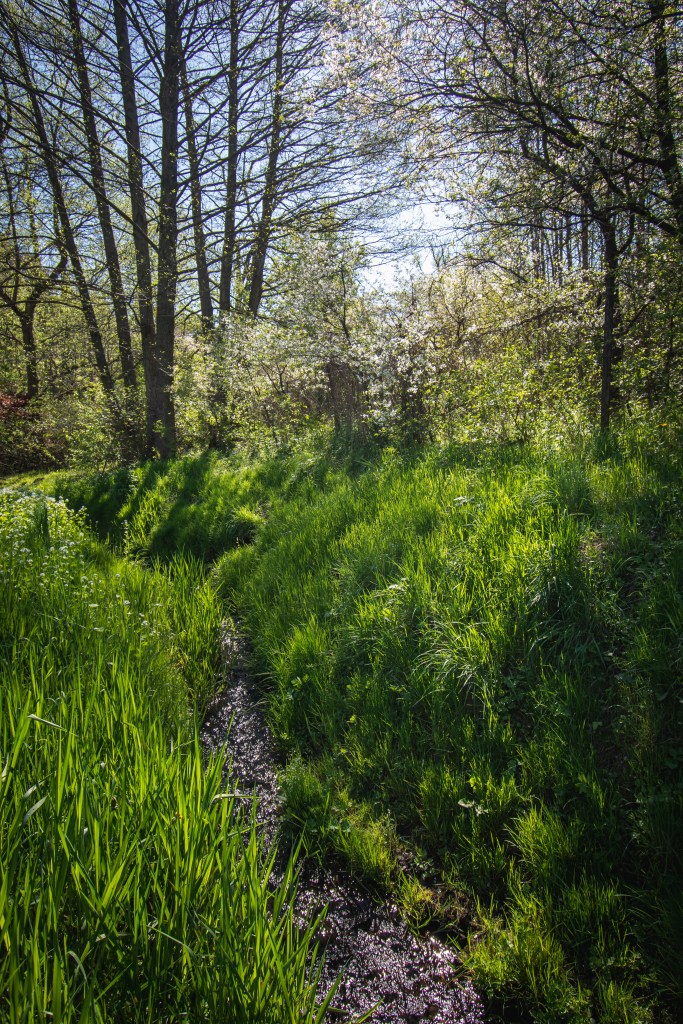 Strumień przy ul. Szamarzewskiego