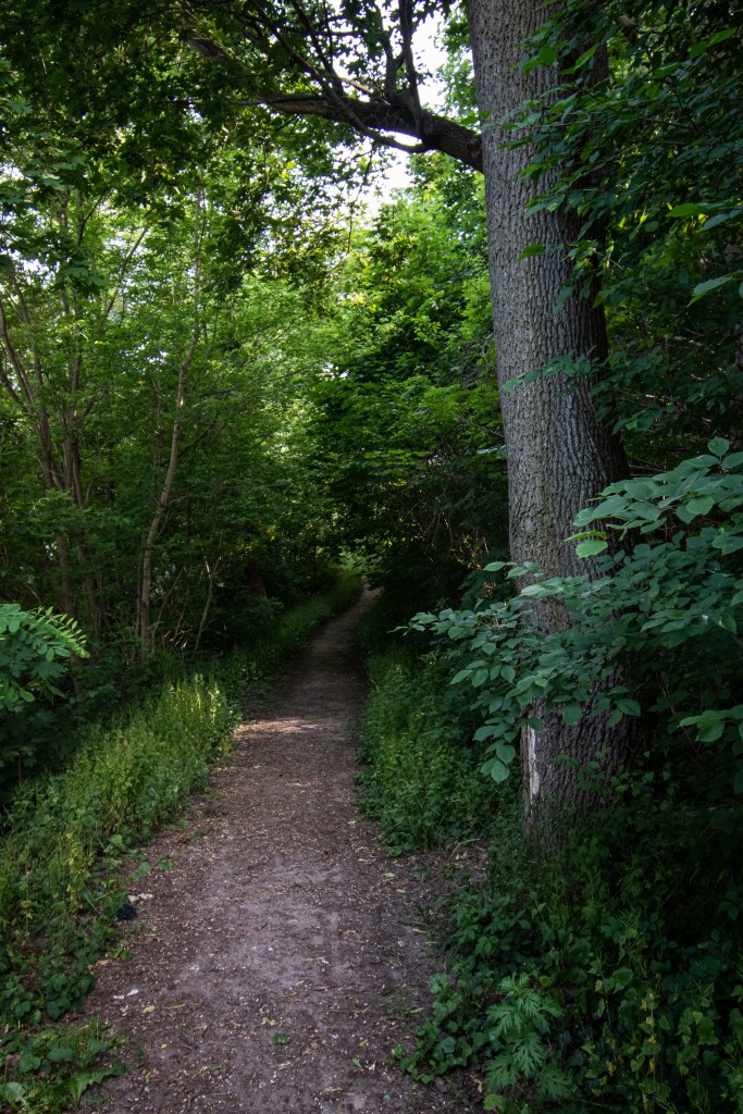 Jar w pobliżu ul. Czerwonego Krzyża