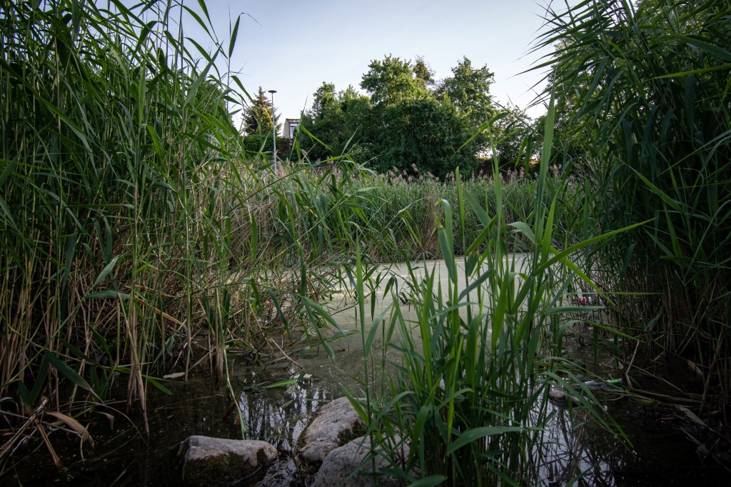Jeziorko w Parku Księżycowym