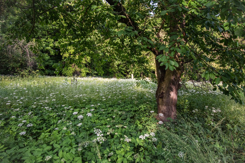 Nad Kanałem zawsze było zielono, toteż było to popularne miejsce rekreacji