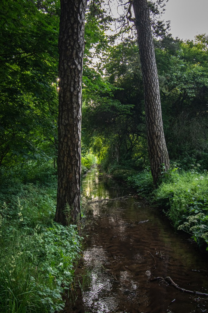 Strumień Bożenka w bardziej "dziekiej" części parku