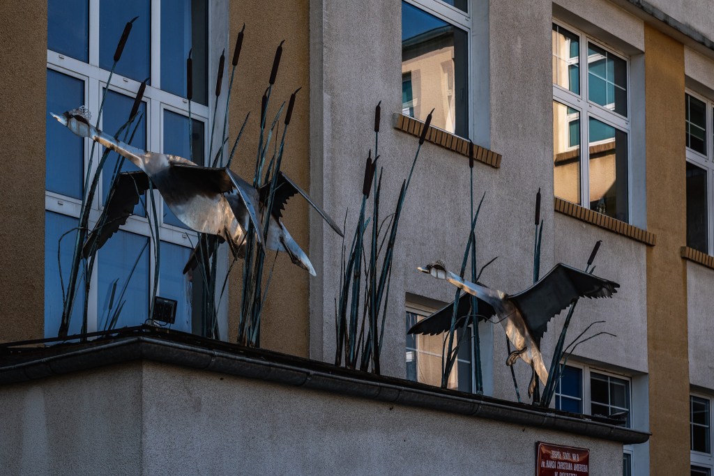 Łabędzie, a obok basen "Łabędź"